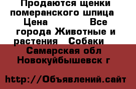 Продаются щенки померанского шпица › Цена ­ 45 000 - Все города Животные и растения » Собаки   . Самарская обл.,Новокуйбышевск г.